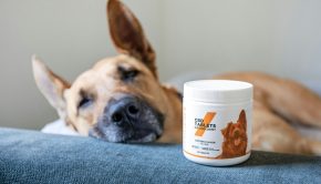 dog tumors - Photo by Resilience CBD on Unsplash