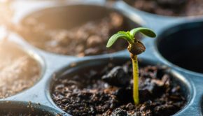 gardening - horticulture - landscapingimage1-4 - Cannabis Seeds