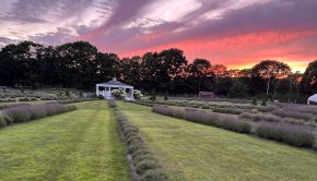 Lavender Waves Farms - press photo