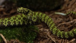 Mangshan pit viper at Bronx Zoo - Photo Credit Julie Larsen: WCS